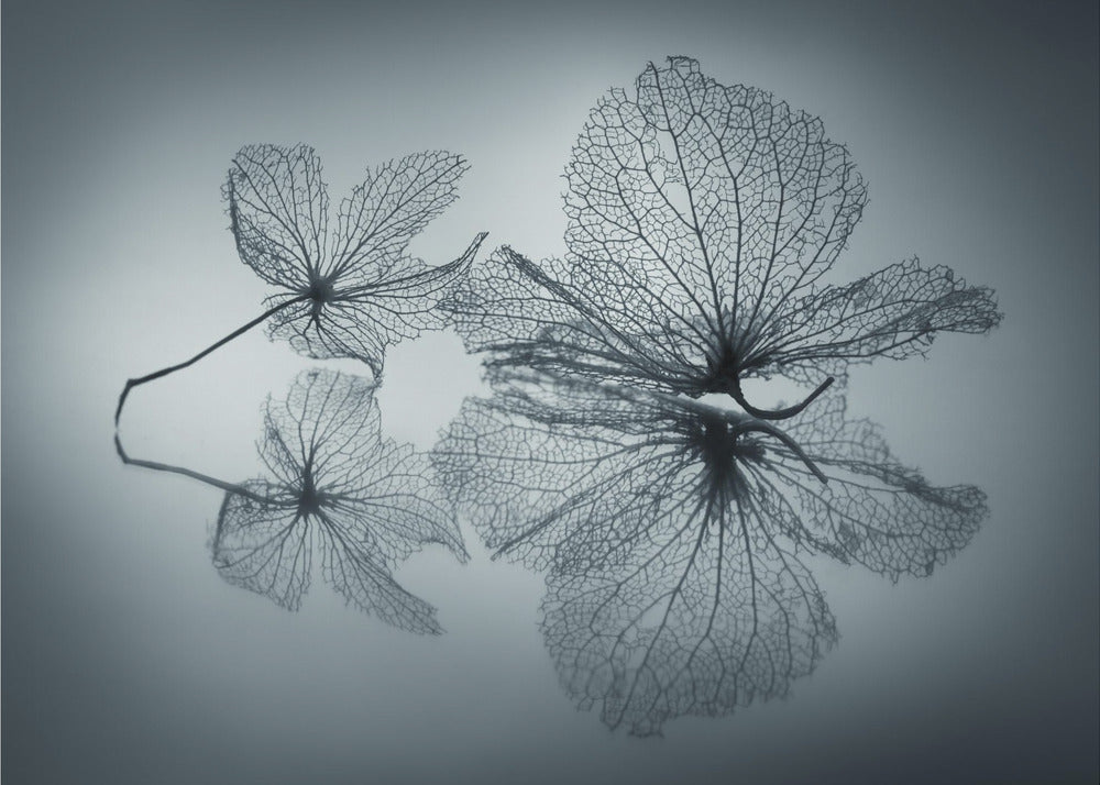 Ephemeral Beauty - Poster / Art Print