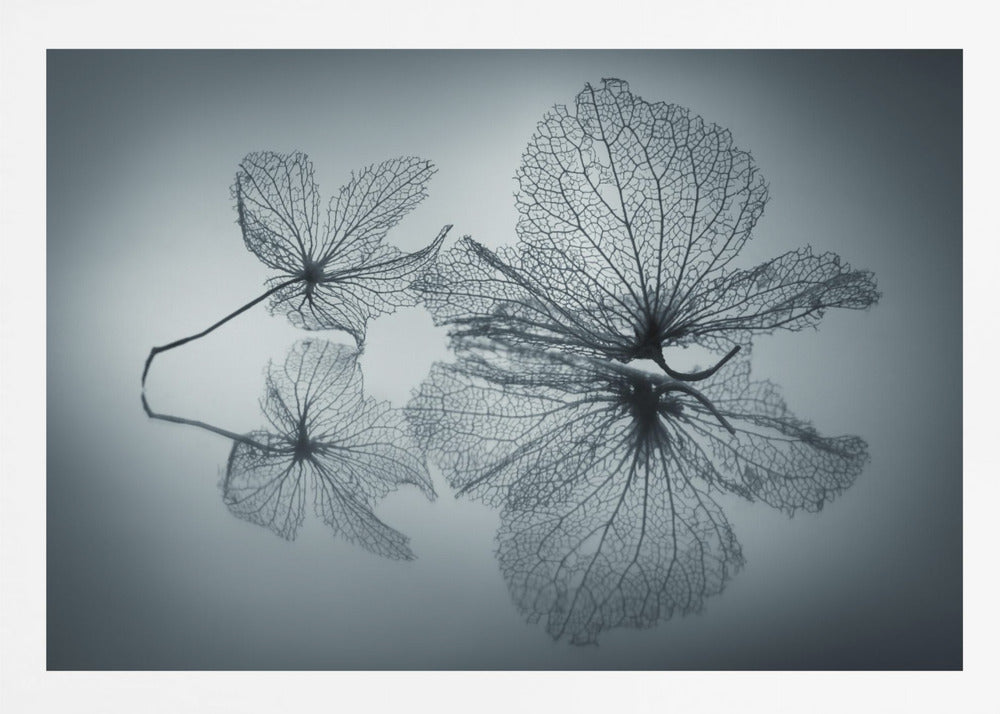 Ephemeral Beauty - Poster / Art Print