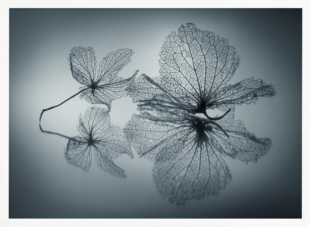 Ephemeral Beauty - Poster / Art Print