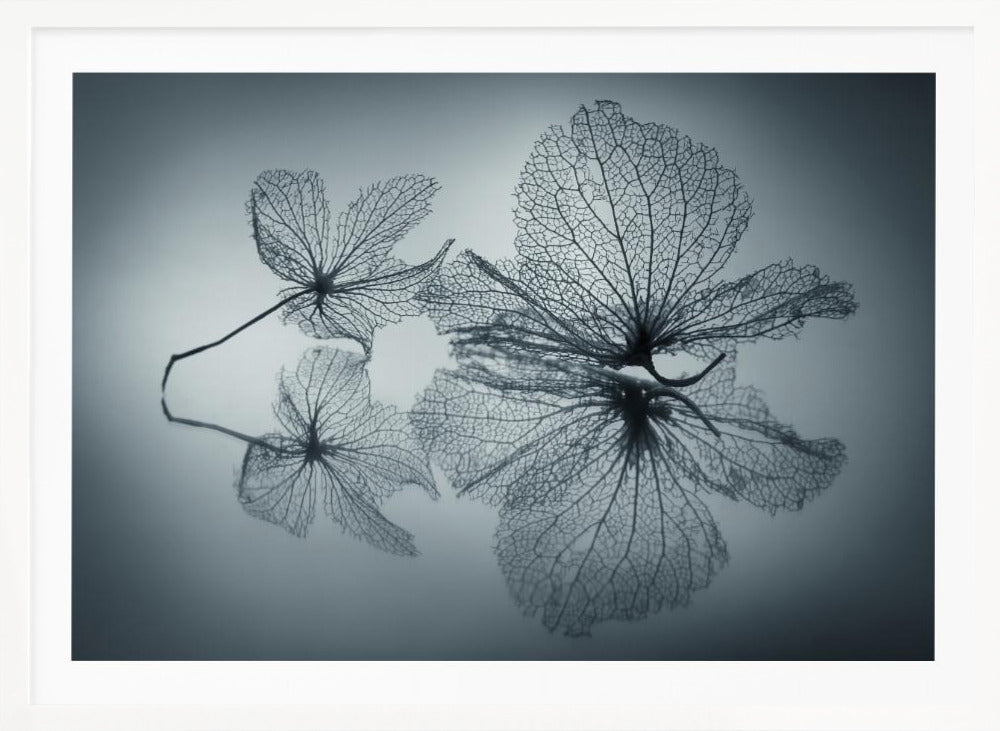 Ephemeral Beauty - Poster / Art Print