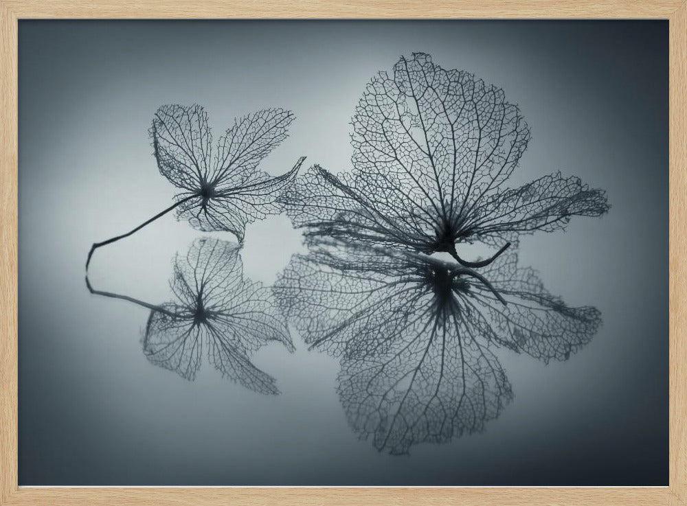 Ephemeral Beauty - Poster / Art Print