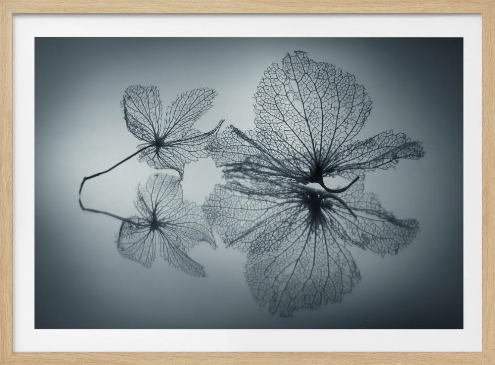 Ephemeral Beauty - Poster / Art Print