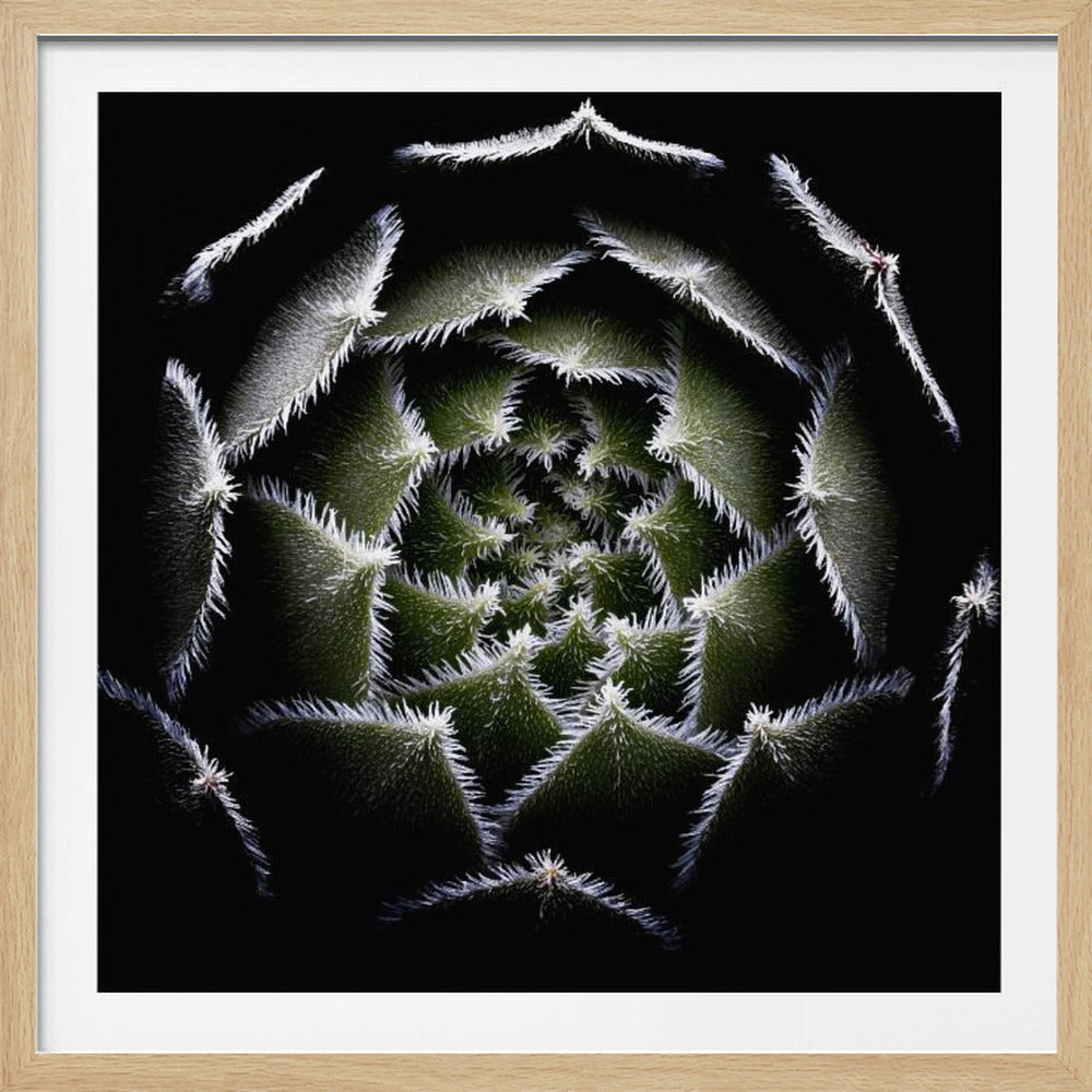 Sempervivum Rosette - Poster / Art Print