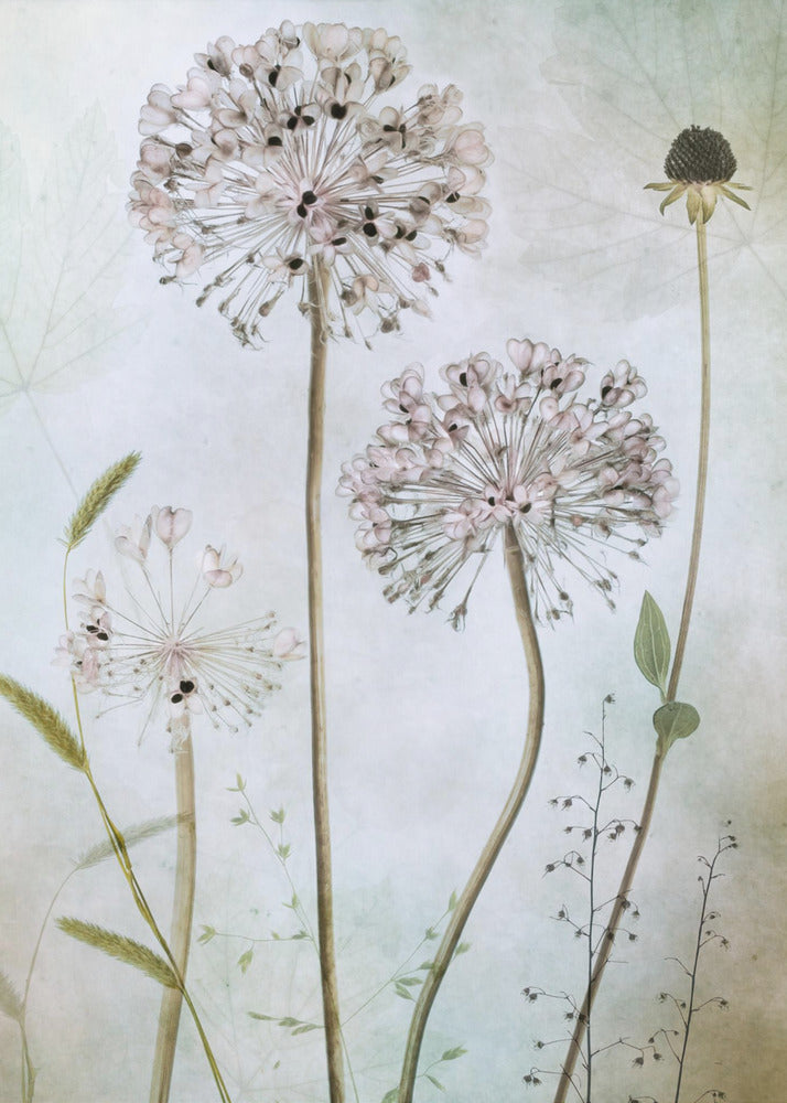 Allium - Poster / Art Print