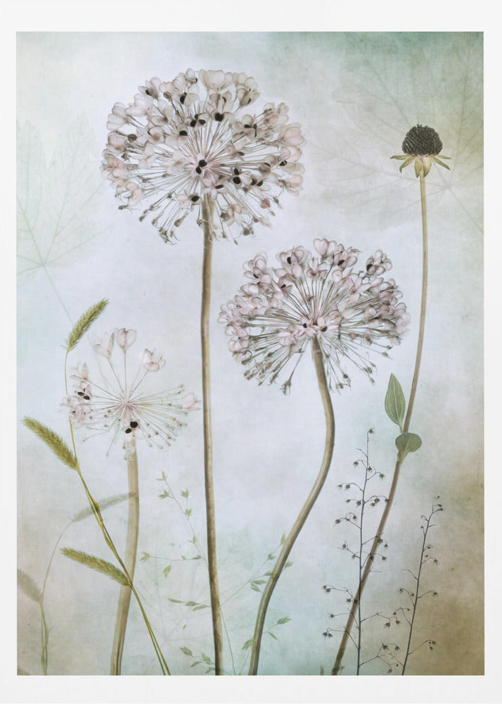 Allium - Poster / Art Print