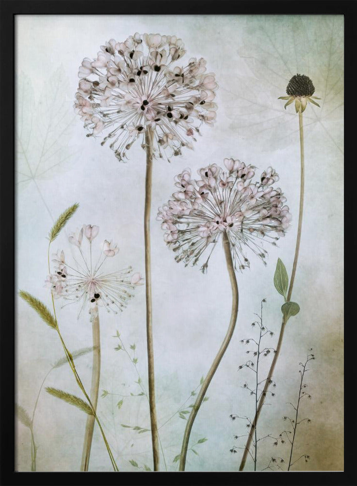 Allium - Poster / Art Print