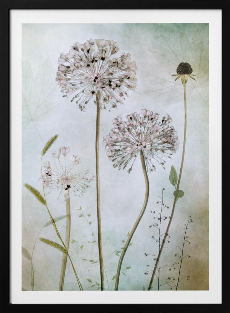 Allium - Poster / Art Print