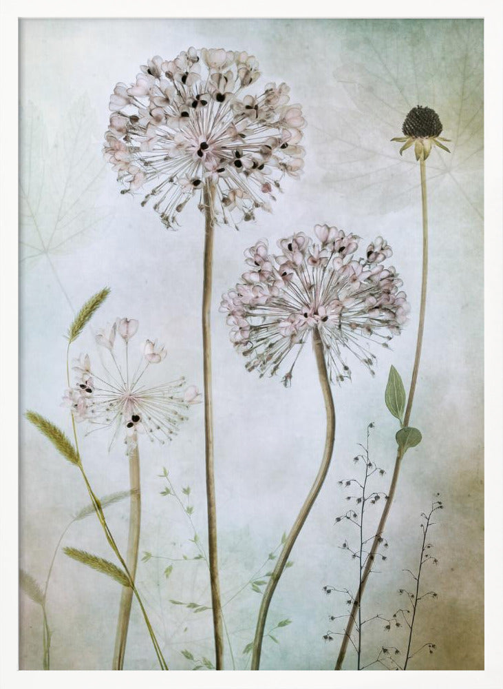 Allium - Poster / Art Print