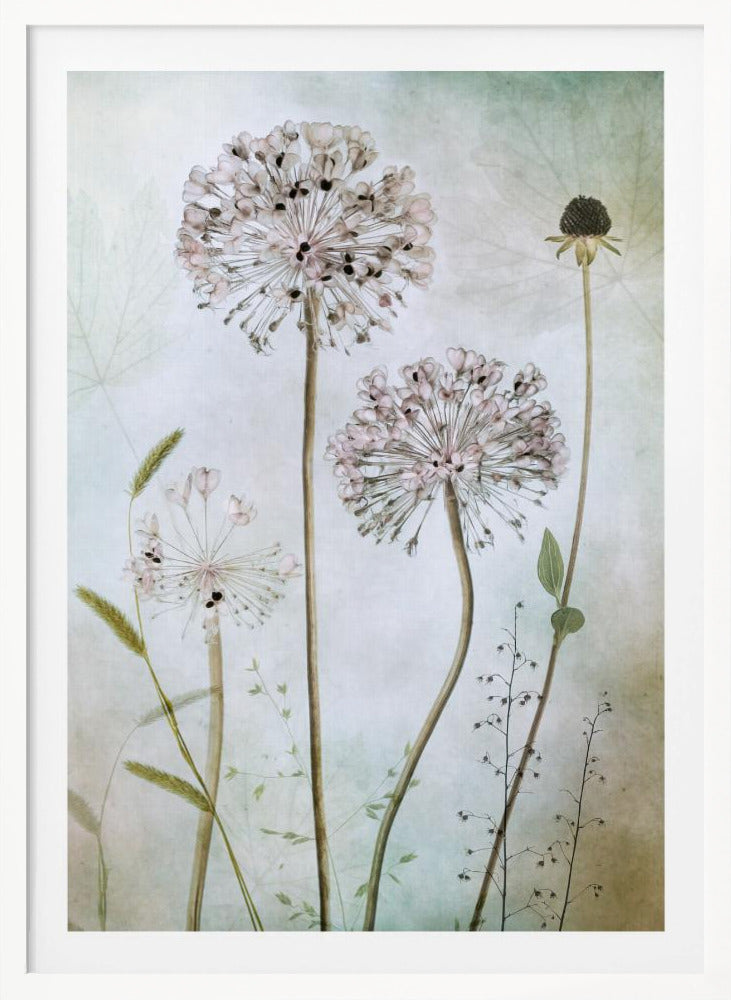 Allium - Poster / Art Print