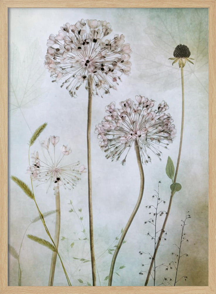 Allium - Poster / Art Print