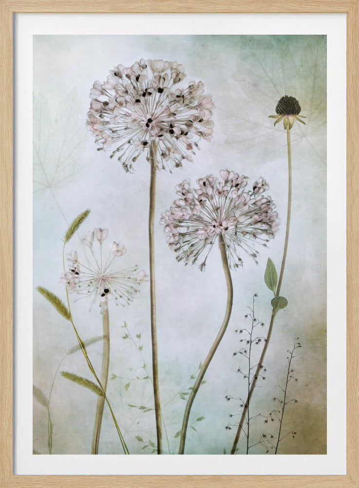 Allium - Poster / Art Print