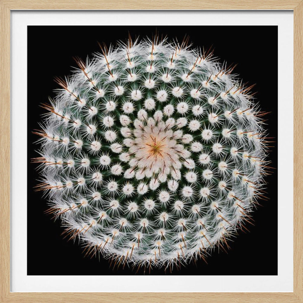 Notocactus scopa - Poster / Art Print
