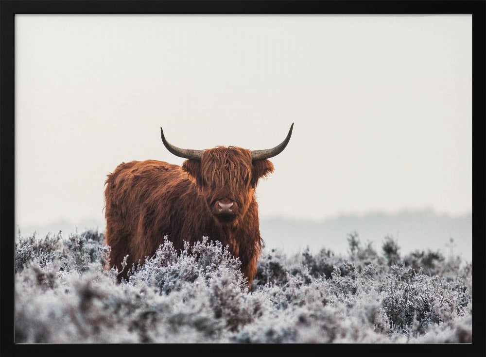 Highlander - Poster / Art Print