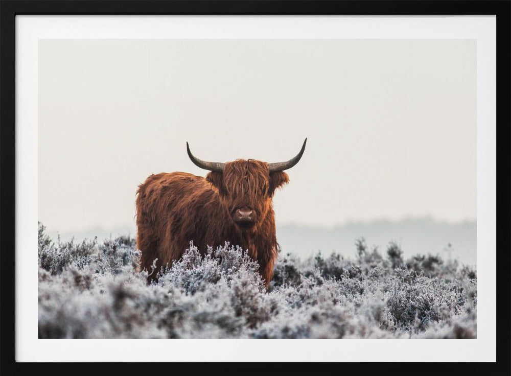 Highlander - Poster / Art Print