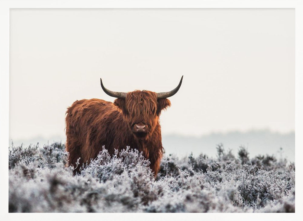 Highlander - Poster / Art Print