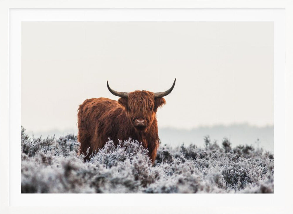 Highlander - Poster / Art Print