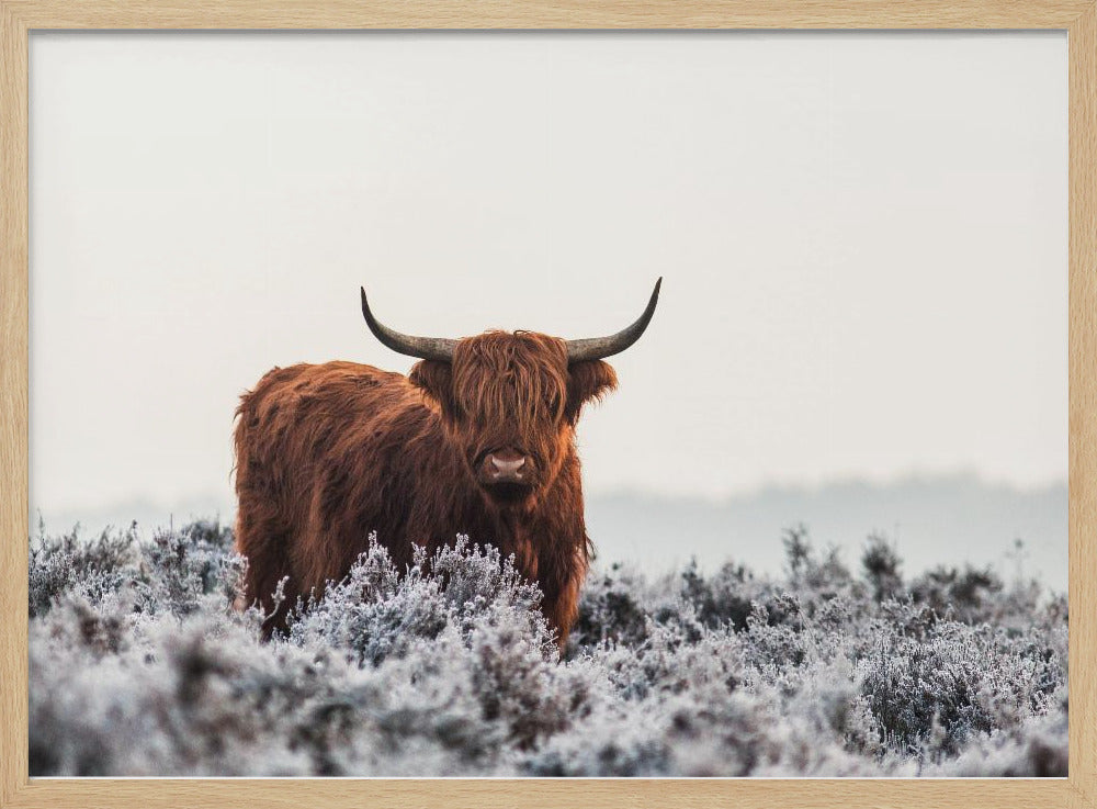 Highlander - Poster / Art Print