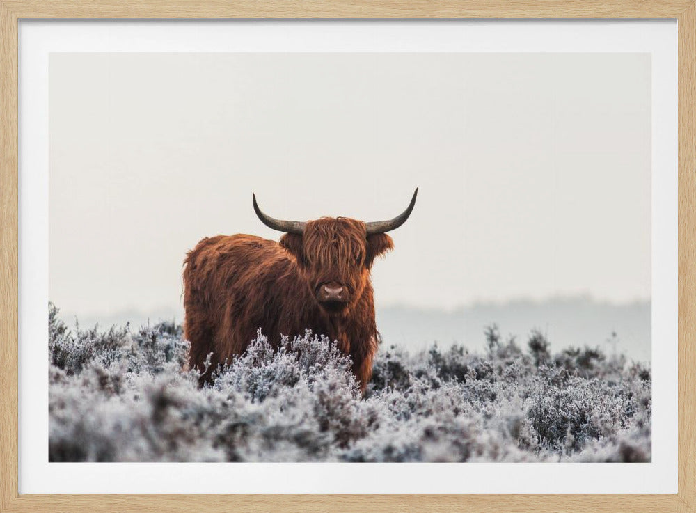 Highlander - Poster / Art Print