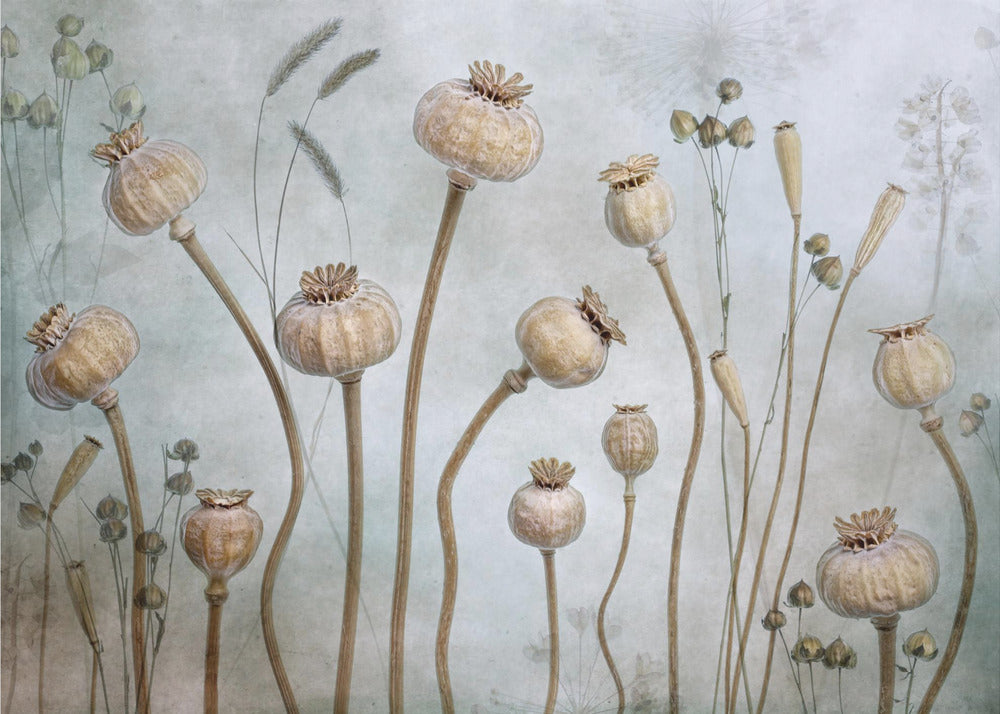Poppies - Poster / Art Print