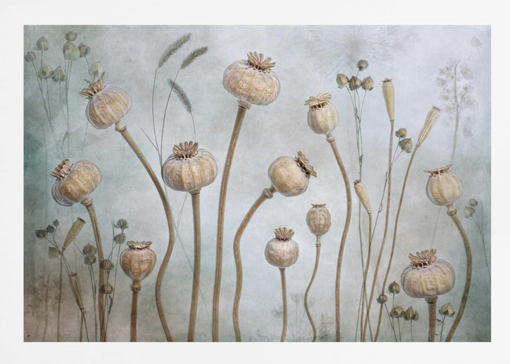 Poppies - Poster / Art Print