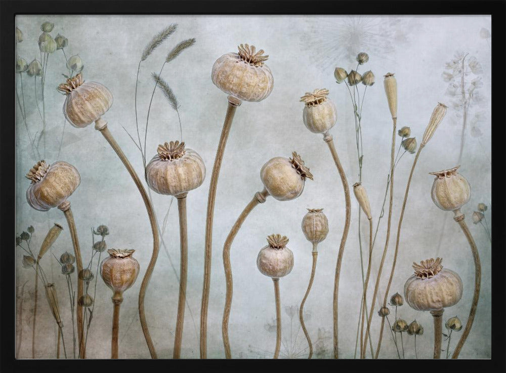 Poppies - Poster / Art Print