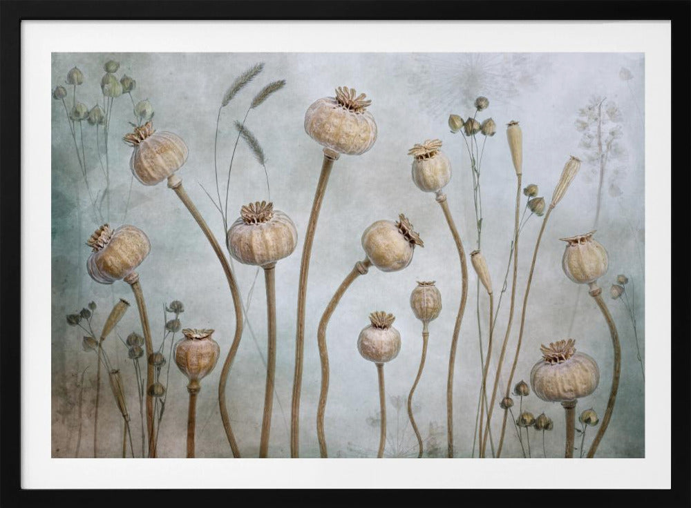 Poppies - Poster / Art Print