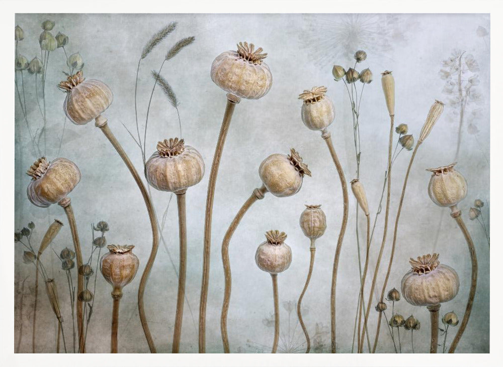 Poppies - Poster / Art Print