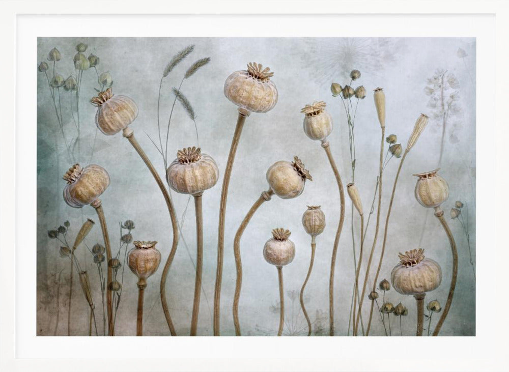 Poppies - Poster / Art Print