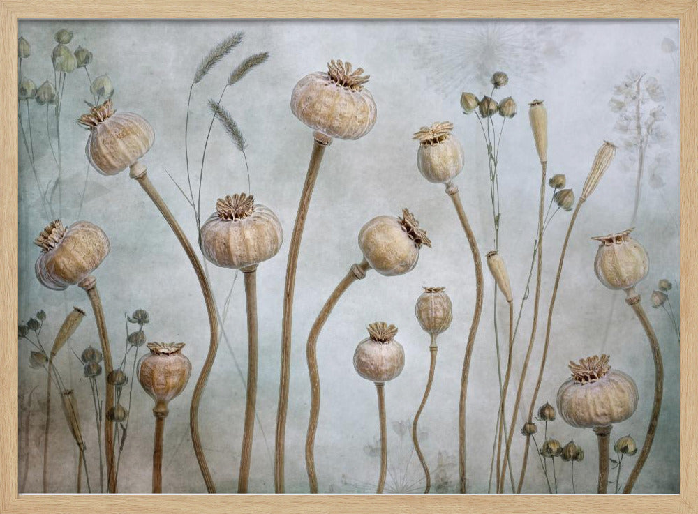 Poppies - Poster / Art Print