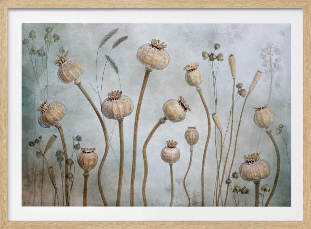 Poppies - Poster / Art Print
