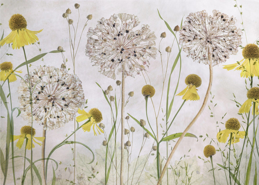 Alliums and heleniums - Poster / Art Print