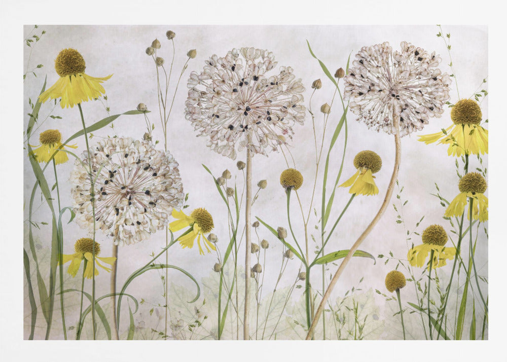 Alliums and heleniums - Poster / Art Print