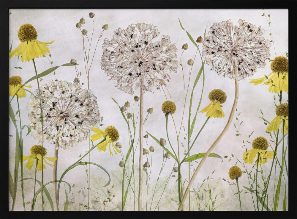Alliums and heleniums - Poster / Art Print