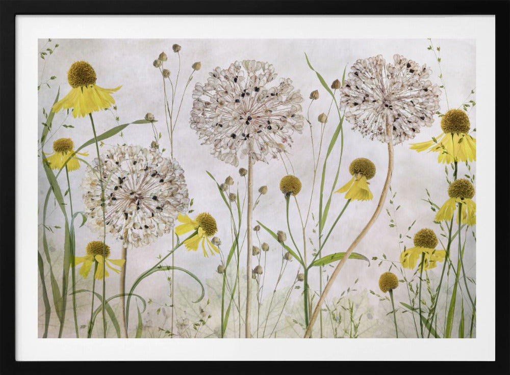 Alliums and heleniums - Poster / Art Print