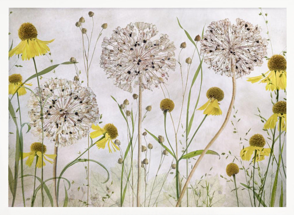 Alliums and heleniums - Poster / Art Print
