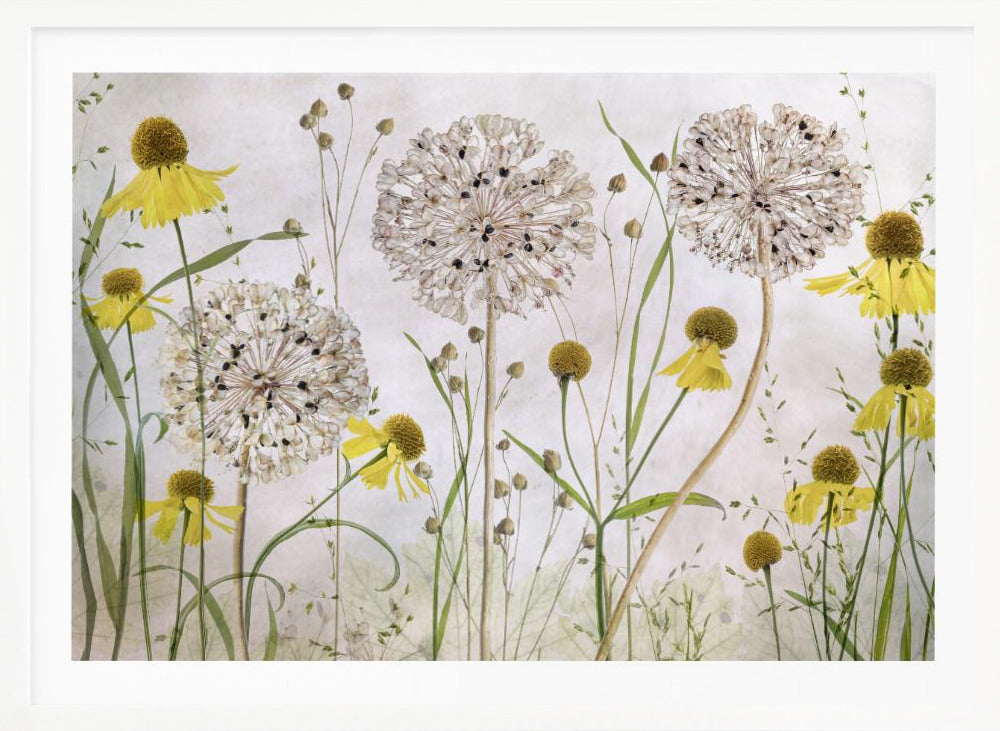 Alliums and heleniums - Poster / Art Print