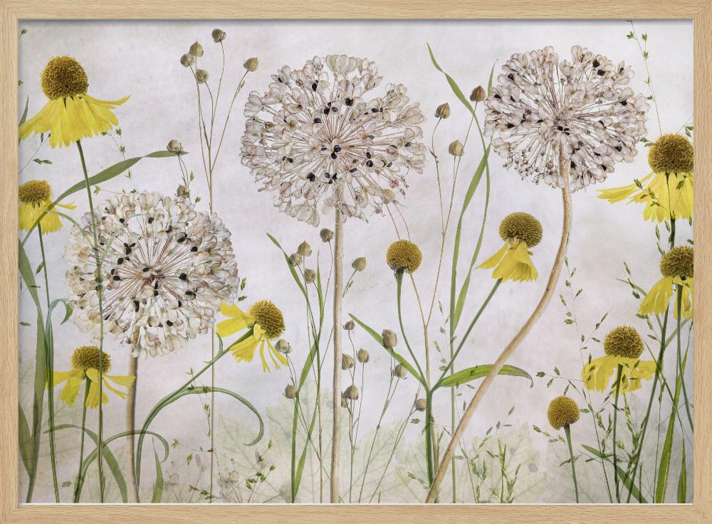 Alliums and heleniums - Poster / Art Print