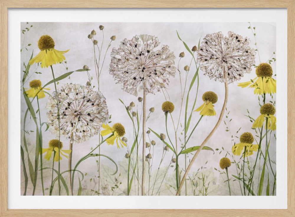 Alliums and heleniums - Poster / Art Print