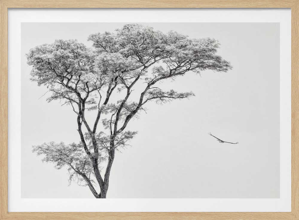 Black and white photograph of a large tree with a single bird flying against a light sky, nature wall art.