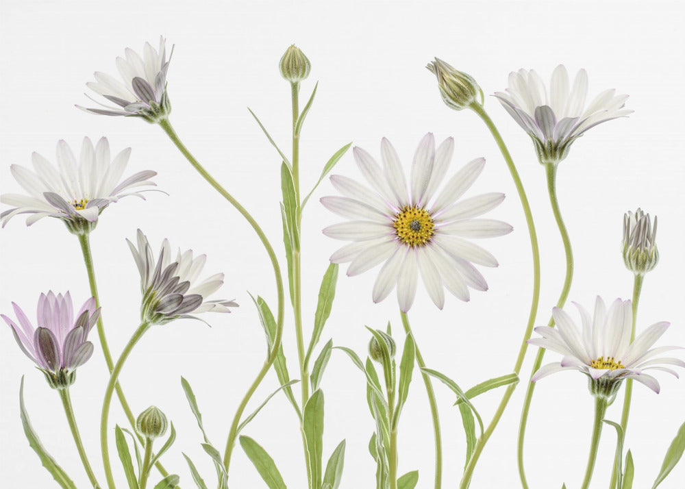 Cape Daisies - Poster / Art Print