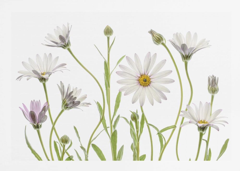 Cape Daisies - Poster / Art Print
