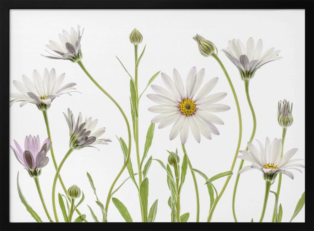 Cape Daisies - Poster / Art Print