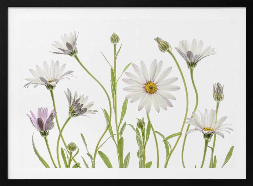 Cape Daisies - Poster / Art Print