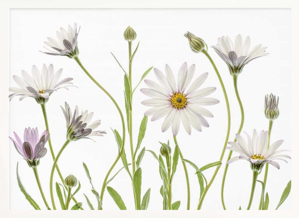 Cape Daisies - Poster / Art Print