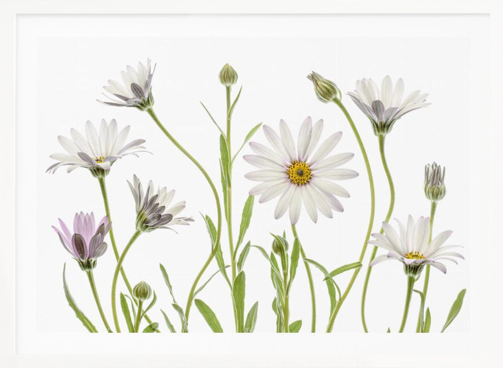 Cape Daisies - Poster / Art Print