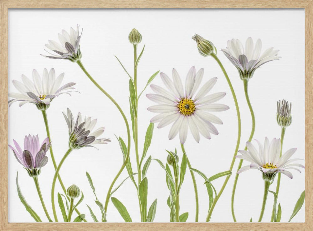 Cape Daisies - Poster / Art Print