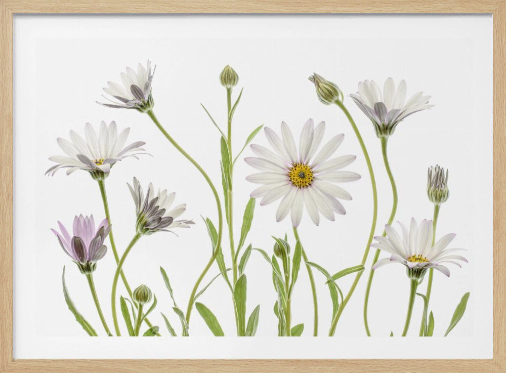 Cape Daisies - Poster / Art Print