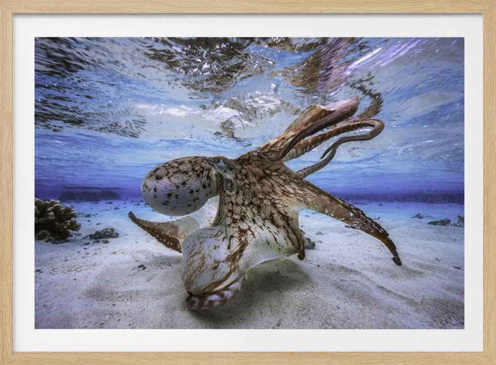 Dancing Octopus - Poster / Art Print