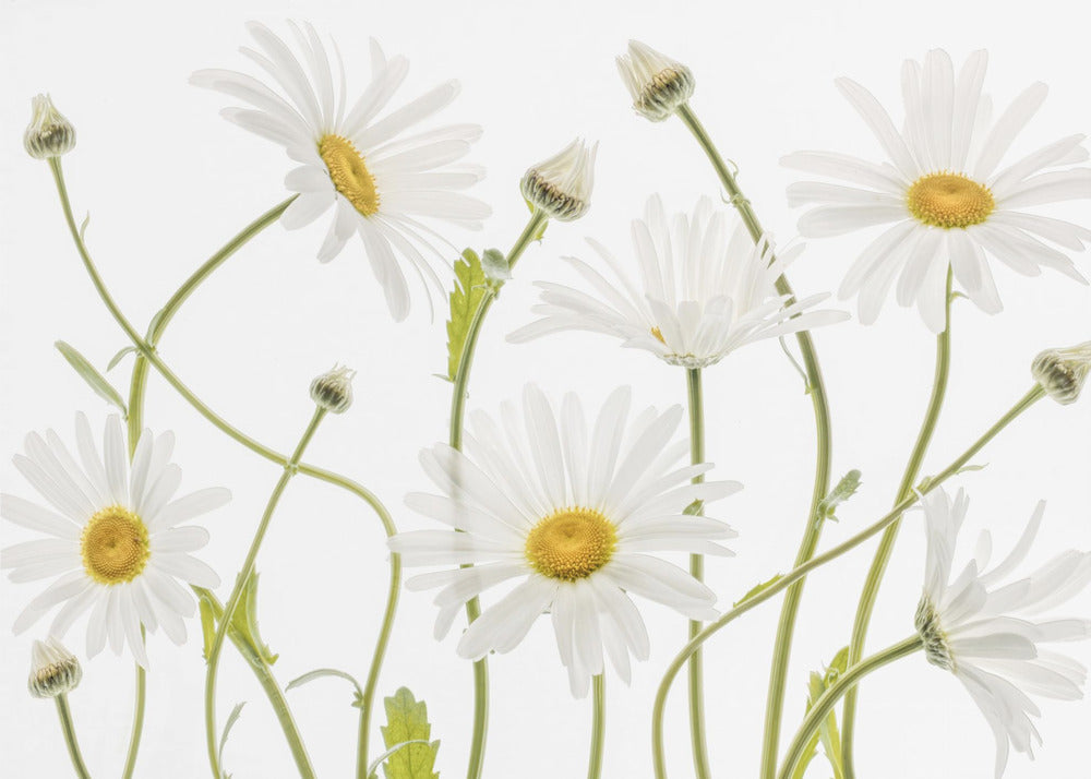 Ox eye Daisies - Poster / Art Print