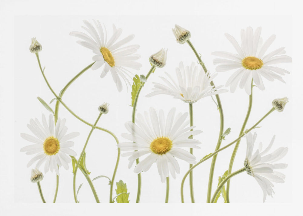 Ox eye Daisies - Poster / Art Print